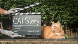 Feline Actors: Our 20 Favorite Movies Starring Cats!