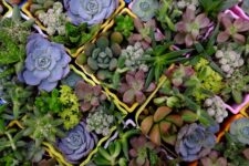 Before Purchasing Your Patio Plants, Find Out Why Succulents Are One of the Best Picks