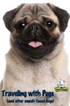 Tips For Traveling With A Pug, Frenchie, Or Other Flat-Faced Dog