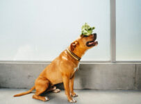 How Office Dogs Can Help Boost Businesses – P.L.A.Y.