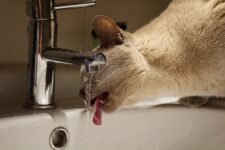 My Cat Loves Drinking from the Tap – Is That Normal?