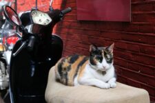 Can a Cat Ride on a Motorcycle Safely? Facts & Tips