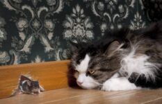 Will the Smell of My Cat Keep Mice Away? The Surprising Answer
