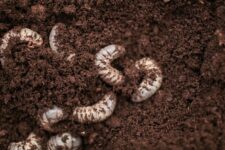Are June Bugs Dangerous? What Experts Want You to Know Before Beetle Season