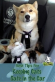 Keeping Cats Safe In The Car